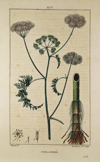 Phellandre. Fruits, Herbs, Medicinal, Spices, Vegetables