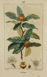 Neflier. [Eriobotrya Japonica]