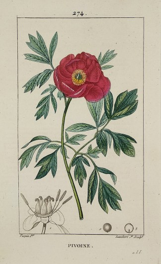 Pivoine General / Global