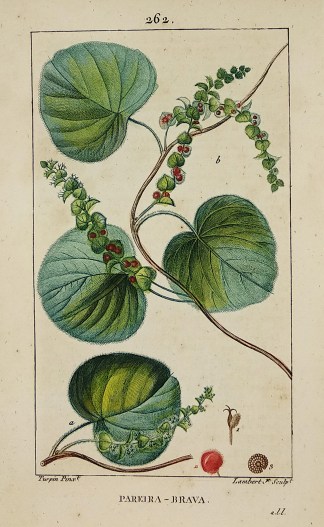 Pareira – Brava. General / Global