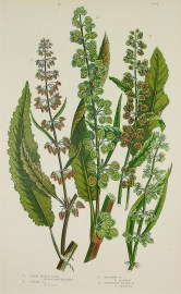 1. Great Water Dock, Rumex hydrolapathum. 2. Curled D. R. crispus. 3. Meadow D, R. pratensis. 4. Grainless Water D, R. aquaticus. World - Nonindigenous General 1. Great Water Dock, Rumex hydrolapathum. 2. Curled D. R. crispus. 3. Meadow D, R. pratensis. 4. Grainless Water D, R. aquaticus.