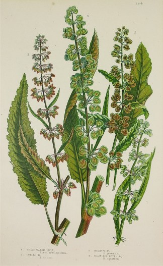 1. Great Water Dock, Rumex hydrolapathum… General / Global