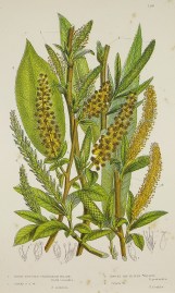 1. Blunt-Stipuled Triandrous Willow, Salix triandra. 2. Sharp S. T. W. S. undulata. 3. Sweet Bay-Leaved Willow, S. pentandra. 4. Crack W. S. fragilis. World - Nonindigenous General 1. Blunt-Stipuled Triandrous Willow, Salix triandra. 2. Sharp S. T. W. S. undulata. 3. Sweet Bay-Leaved Willow, S. pentandra. 4. Crack W. S. fragilis.