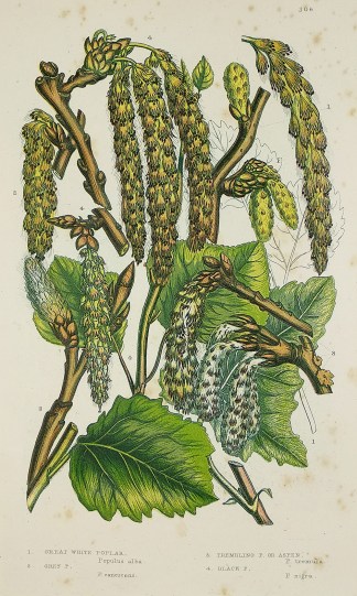 1. Great White Poplar, Populus alba. 2. … BOTANICALS