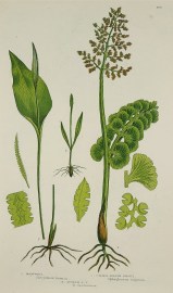 1. Moonwort, Botrychium lunaria. 2. Common Adder’s Tongue, Ophioglossum vulgatum. 3. Lesser A. T, O. lusitanicum. World - Nonindigenous General 1. Moonwort, Botrychium lunaria. 2. Common Adder's Tongue, Ophioglossum vulgatum. 3. Lesser A. T, O. lusitanicum.