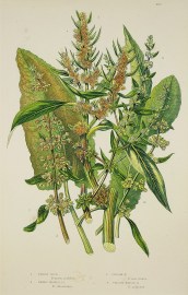 1. Fiddle Dock, Rumex pulcher. 2. Broad Leaved. D, R. obtusifolius. 3. Golden. D, R. maritimus. 4. Yellow Marsh. D, R. palustris. World - Nonindigenous General 1. Fiddle Dock, Rumex pulcher. 2. Broad Leaved. D, R. obtusifolius. 3. Golden. D, R. maritimus. 4. Yellow Marsh. D, R. palustris.