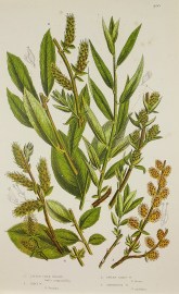 1. Little Tree Willow, Salix augustifolia. 2. Don&… World - Nonindigenous General