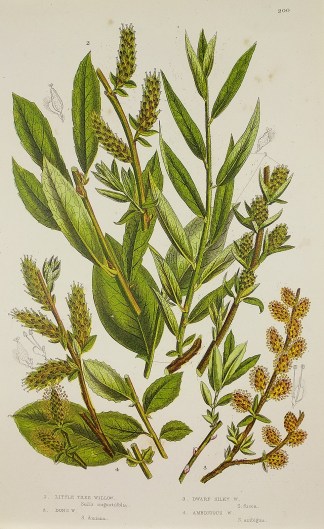 1. Little Tree Willow, Salix augustifoli… General / Global