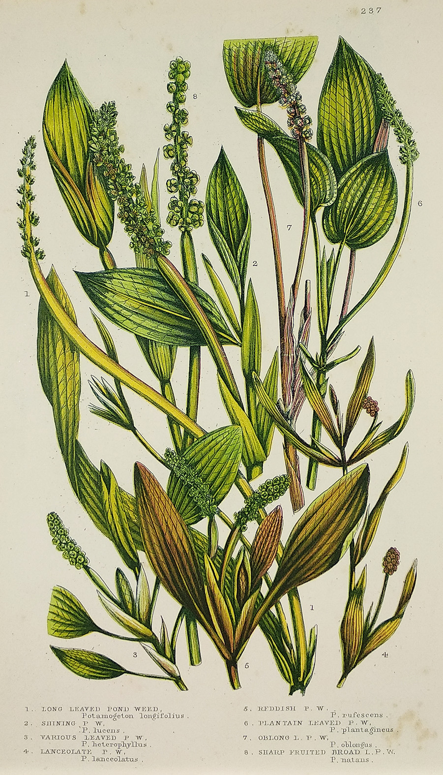 1. Long Leaved Pond Weed, Potamogeton longifolius. 2. Shining P. W, P. lucens. 3. Various Leaved P. W, P heterophyllus. 4. Lanceolate P. W, P. lanceolatus. 5. Reddish P. W, P. rufuscens. 6. Plantain Leaved P. W, P. plantagineus. 7. Oblong L. P. W, P. oblo - Antique Print from 1875