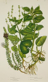 1. Asarabacca, Asarum europaeum. 2. Black Crowberry, Empotrum nigrum. 3. Perennial Mercury, Mercurialis perennis. 4. Annual M, M. annua. World - Nonindigenous General 1. Asarabacca, Asarum europaeum. 2. Black Crowberry, Empotrum nigrum. 3. Perennial Mercury, Mercurialis perennis. 4. Annual M, M. annua.