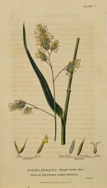 Dactylis glomerata – Rough Cock’s-foot… World - Nonindigenous General