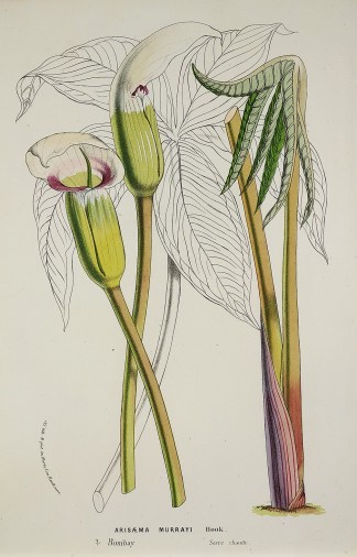 Arisaema Murrayi Hook. Bombay. Serre cha… General / Global