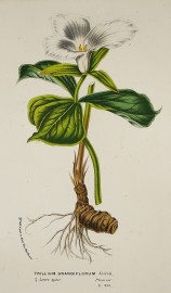 Trillium Grandiflorum Salisb. Amer.sptn. Plein air. World - Nonindigenous General Trillium Grandiflorum Salisb. Amer.sptn. Plein air.