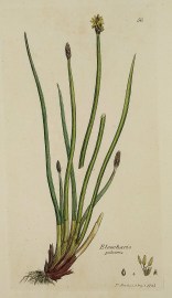 Eleocharis palustris. [Creeping Spike-Rush]