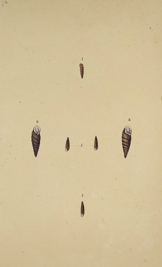 Reversed, or Oat Turbo. Shells & Coral