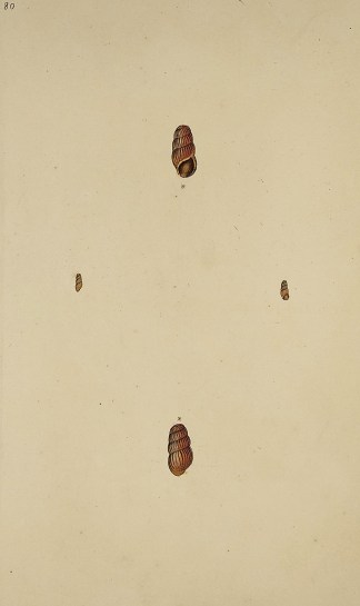 Turbo Muscorum. Shells & Coral