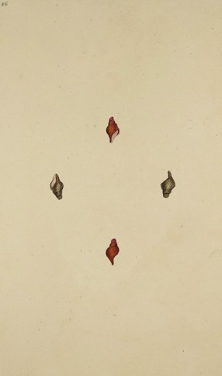 Shortened Murex, or Rock-Shell. Shells & Coral