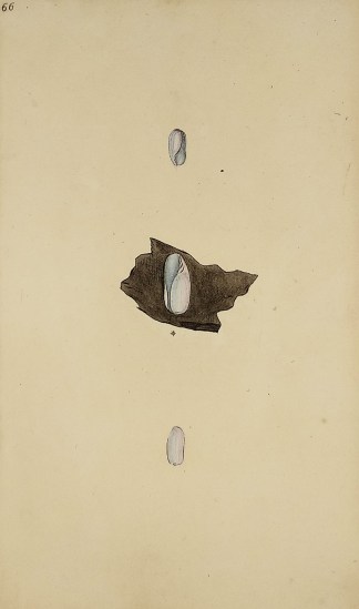 Pale, or Cylindrical Bulla. Marginella P… Shells & Coral