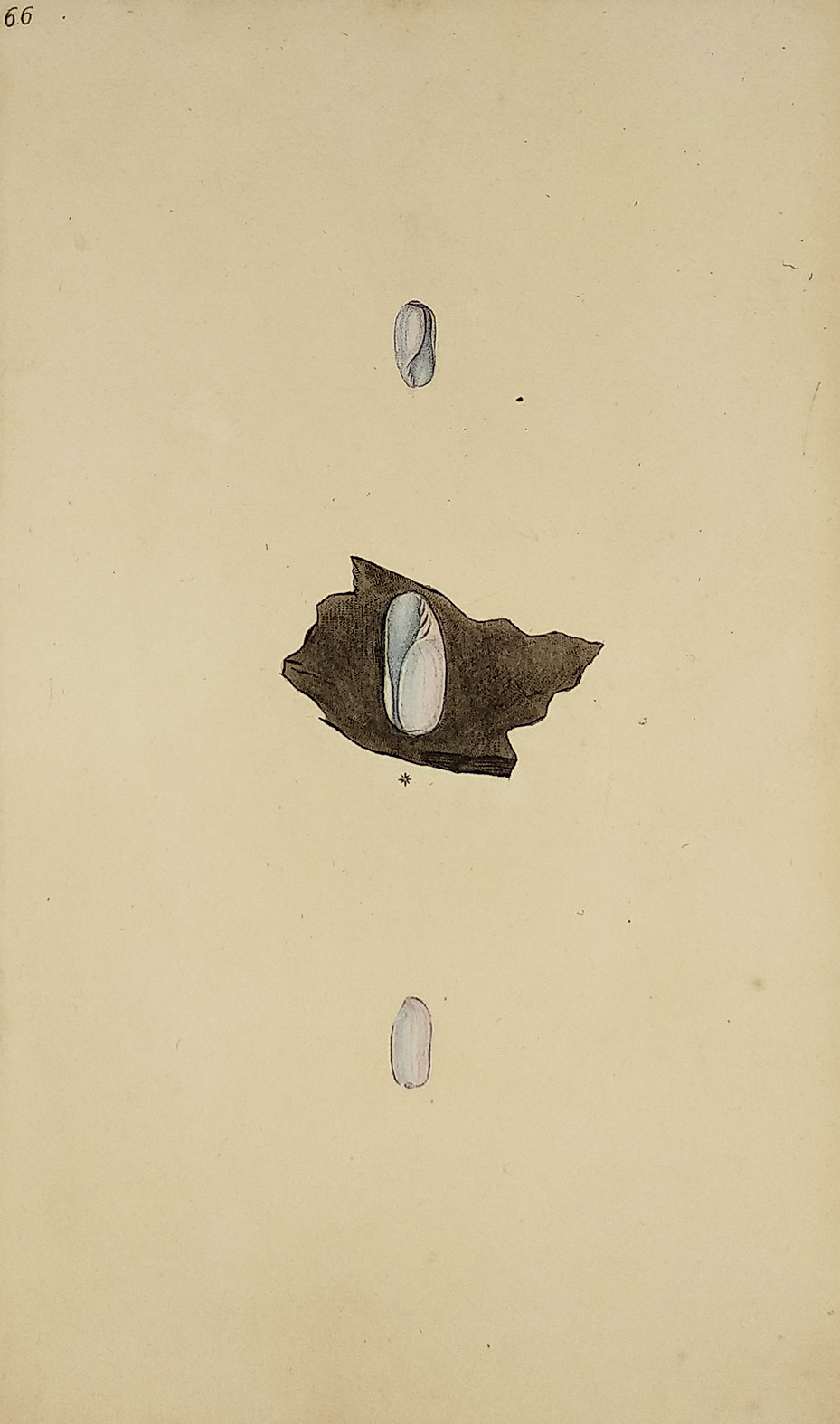Pale, or Cylindrical Bulla. Marginella Pallida. (W. Indian) - Antique Print from 1796