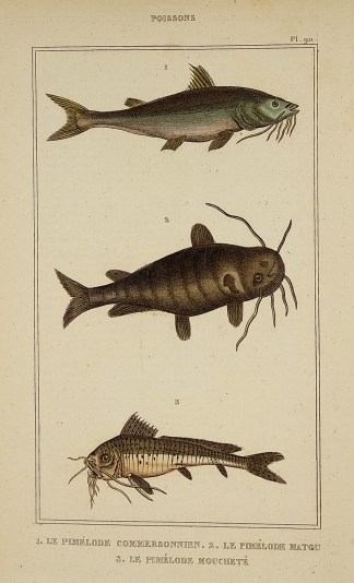 1. Le Pimelode Commersonnien. 2. Le Pime… Fish & Marine Life
