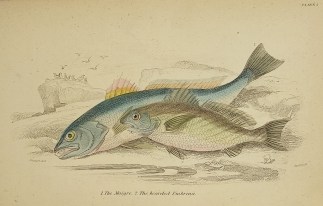 1. The Maigre. 2. The bearded Umbrina. To Be Categorised