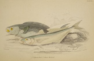 1. Black Fish 2. Horse Mackerel. Fish & Marine Life