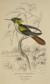 Trochilus Chalybeus. (Viellot's Humming-Bird)
