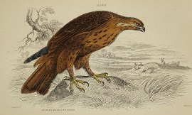 Rough Legged Buzzard