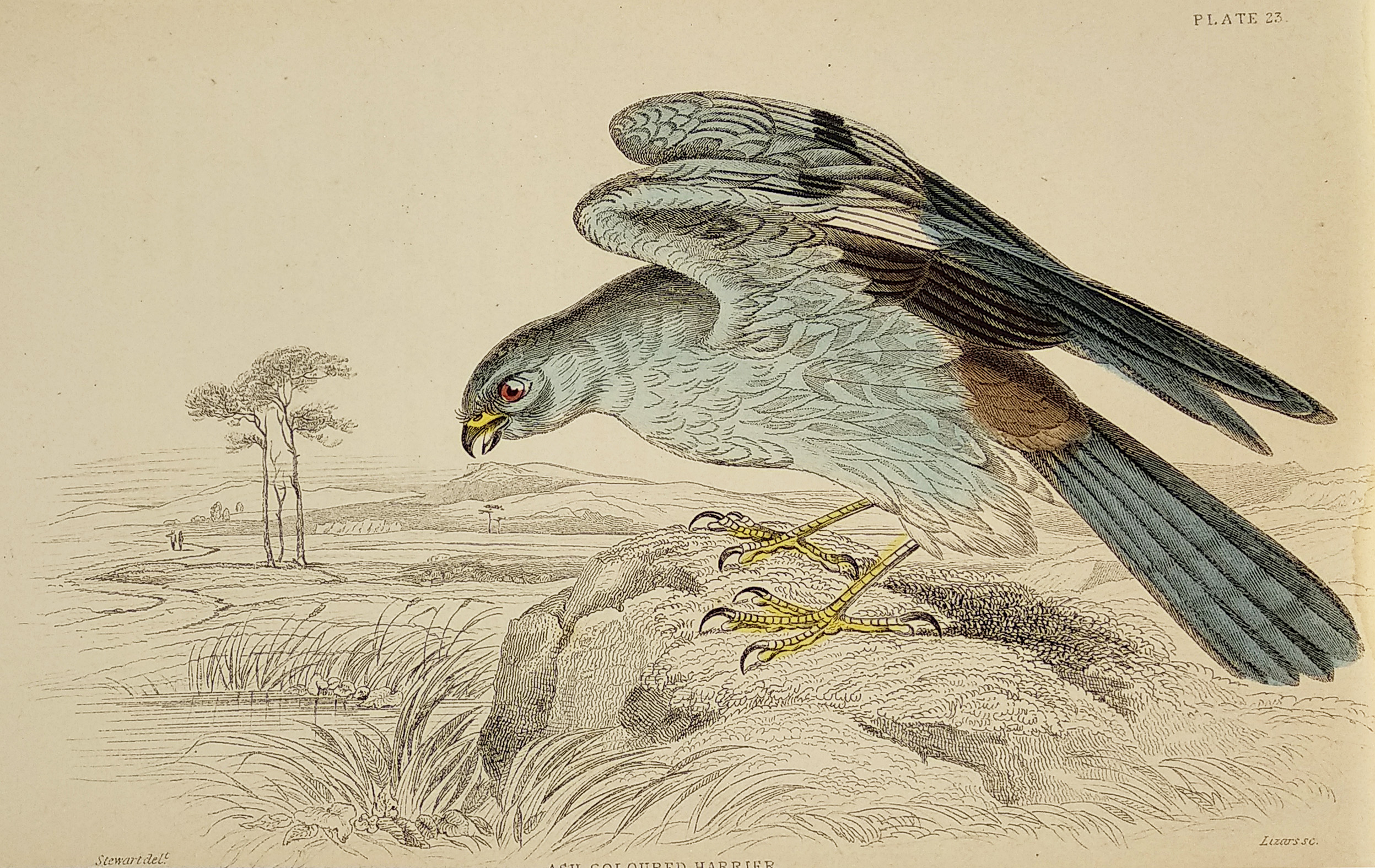 Ash Coloured Harrier - Antique Print from 1834