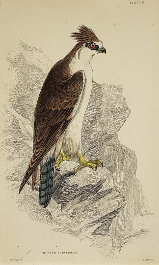 Crested Spizaetus. General / Global