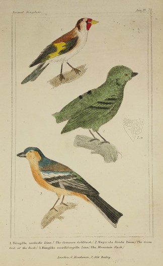 1. Fringilla carduelis Linn./ The common… General / Global