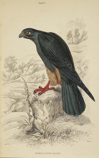 Orange Legged Falcon. General / Global