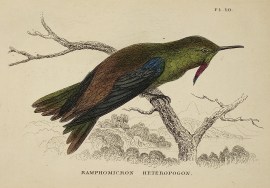 Ramphomicron Heteropogon. [Bronze-Tailed Thornbill]