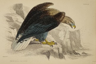 White-Tailed Sea-Eagle. General / Global