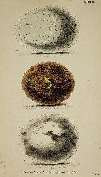 1. Common Buzzard. 2. Honey Buzzard. 3. … General / Global