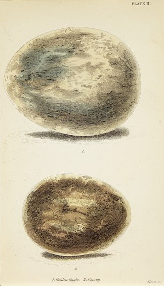 1. Golden Eagle. 2. Osprey. General / Global