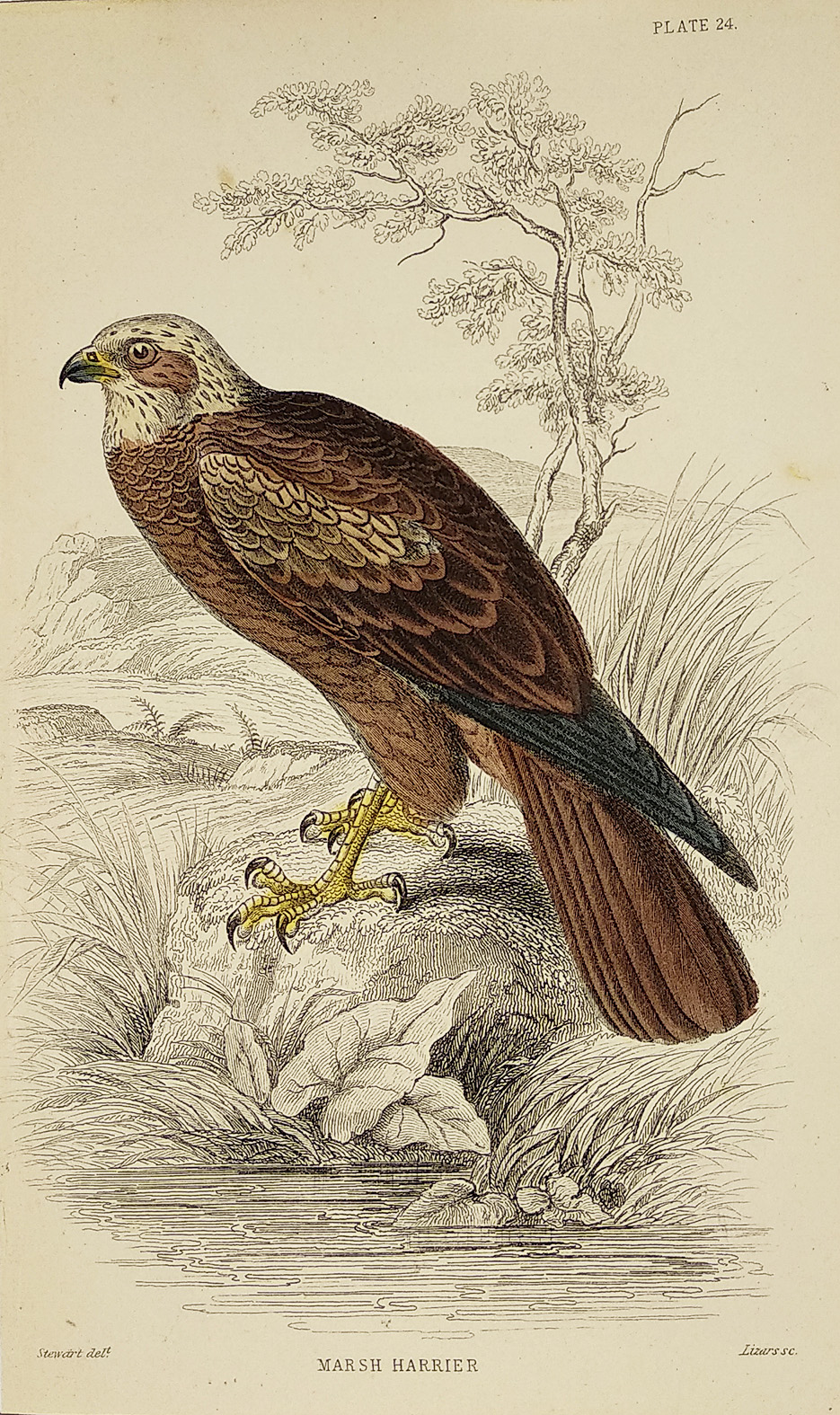 Marsh Harrier - Antique Print from 1834