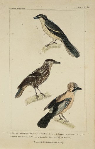 1. Corvus leucophoecus Temm.(The Norther… General / Global