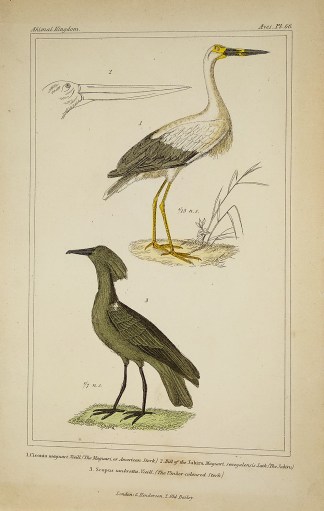 1. Ciconia maguari Vieill (The Maguari, … General / Global