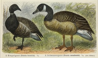 2. Ringelgans (Branta bernicla). 1/6. 3.… General / Global
