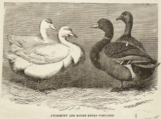Aylesbury and rouen ducks compared. General / Global