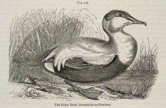 The Eider Duck (Somateria mollissima). General / Global