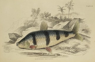 Schizodon Fasciatus. Fish & Marine Life