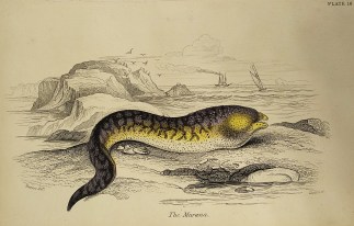 The Murana. Fish & Marine Life