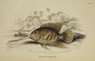 Dark-marked Centrarchus Fish & Marine Life Dark-marked Centrarchus Fish & Marine Life