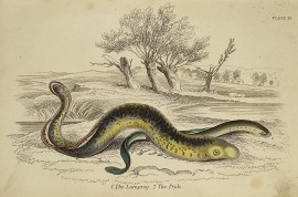 1. The Lamprey. 2. The Pride. Fish & Crustaceans 1. The Lamprey. 2. The Pride.