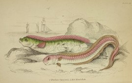 1. Hawkiuns Gymnelrus. 2. Red Band Fish. Fish & Crustaceans 1. Hawkiuns Gymnelrus. 2. Red Band Fish.