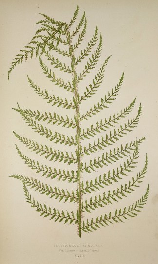 Polystichum Angulare.Var. Lineare –… World - Nonindigenous - Lowe's - Ferns