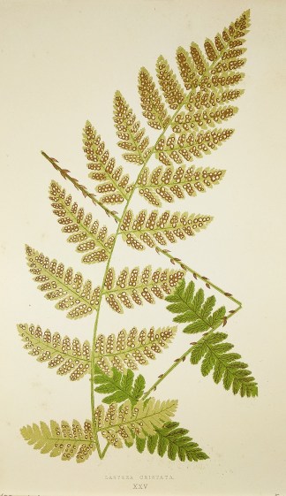 Lastrea Cristata. [Crested Wood Fern] World - Nonindigenous - Lowe's - Ferns