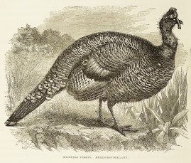 Honduras turkey. Meleagris oceallata.